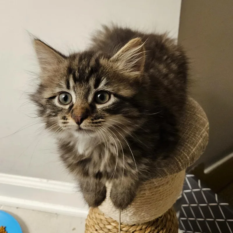 Winnie The Pooh Family: thumbnail 3