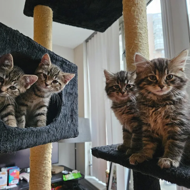 Winnie The Pooh Family: thumbnail 4