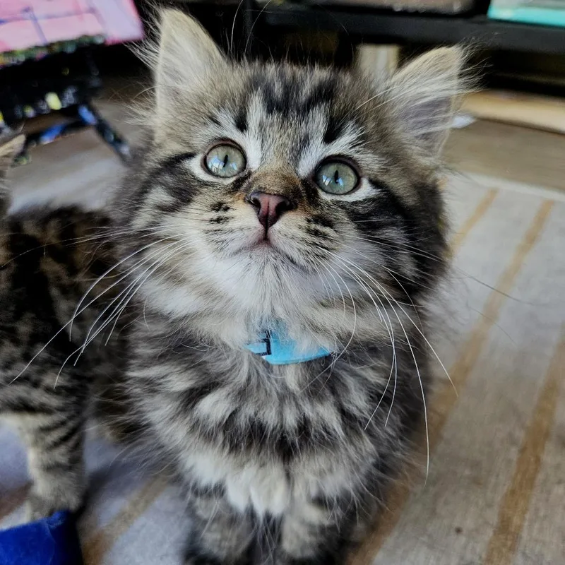 Winnie The Pooh Family: thumbnail 5