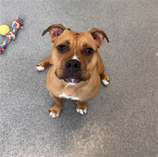 A young medium-sized female Pit Bull Terrier dog named Rhea for adoption in Toledo, OH