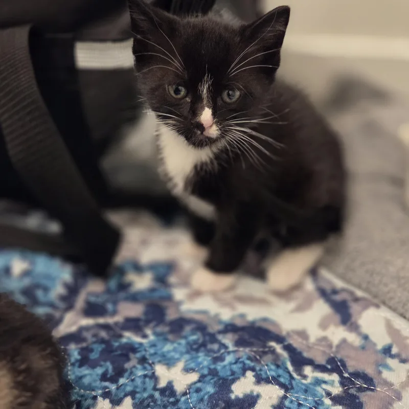 A baby small-sized male Black & White / Tuxedo Tuxedo cat named Phantom for adoption in Bayonne, NJ