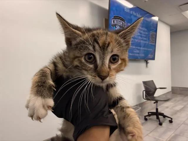 A baby small-sized female Domestic Short Hair cat named Nutmeg for adoption in Charlotte, NC