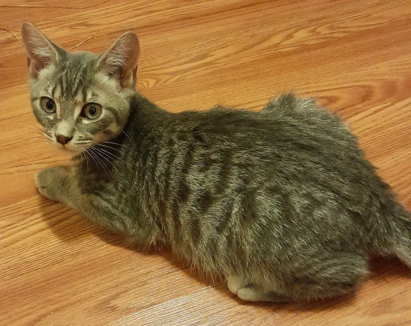 A baby medium-sized male Tabby (Gray / Blue / Silver) Domestic Short Hair cat named Plato for adoption in Silverton, OR