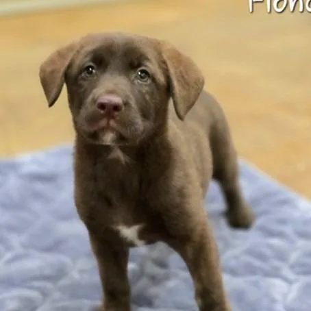 A baby small-sized female Brown / Chocolate Mixed Breed dog named Fiona for adoption in New York, NY