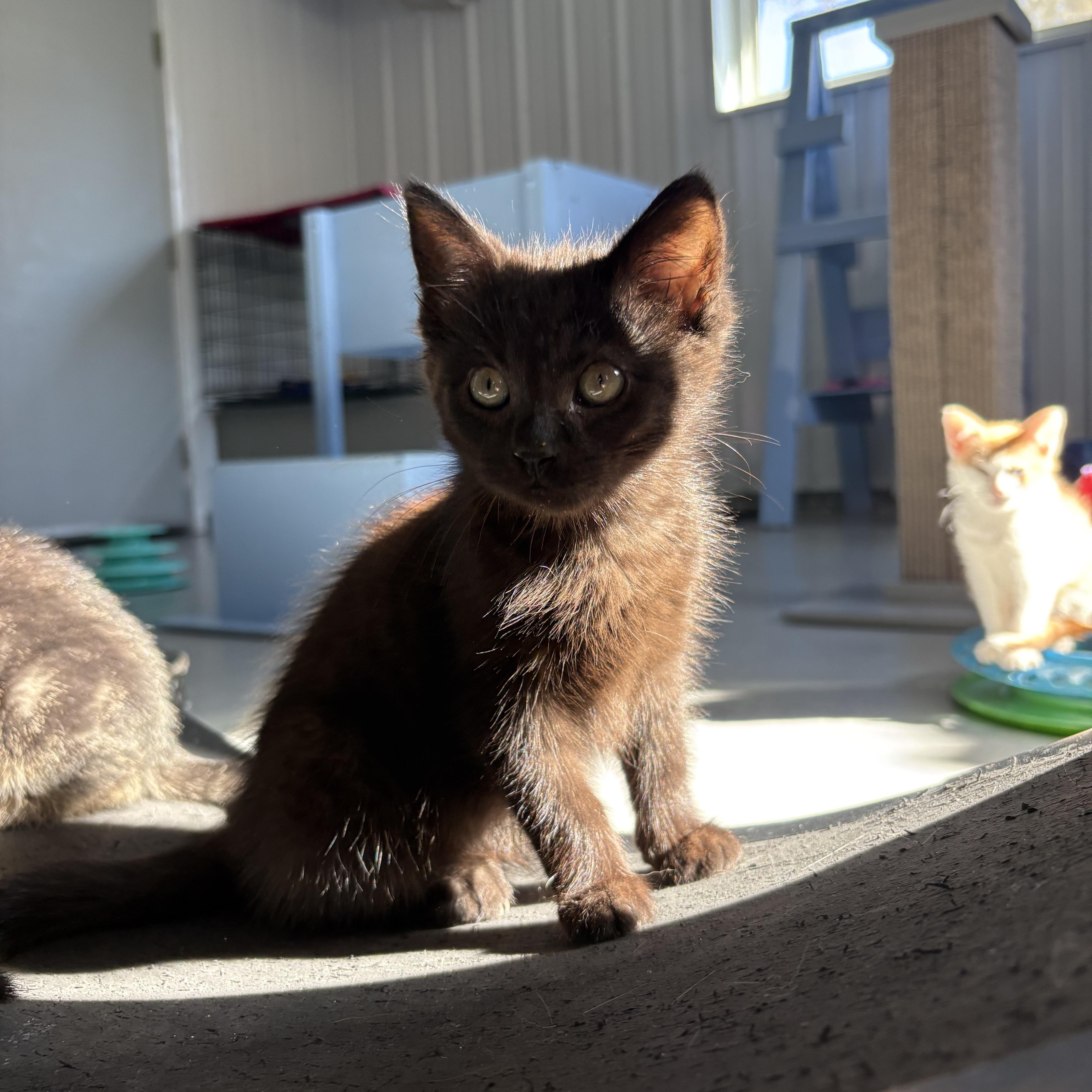 A baby medium-sized female American Shorthair cat named Harpy for adoption in Big Rapids, MI