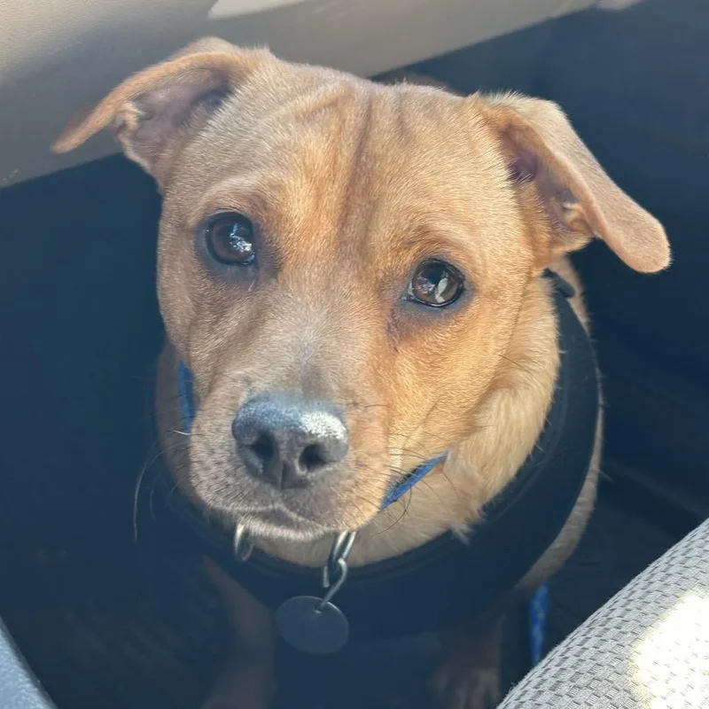 Marshall thumbnail 2