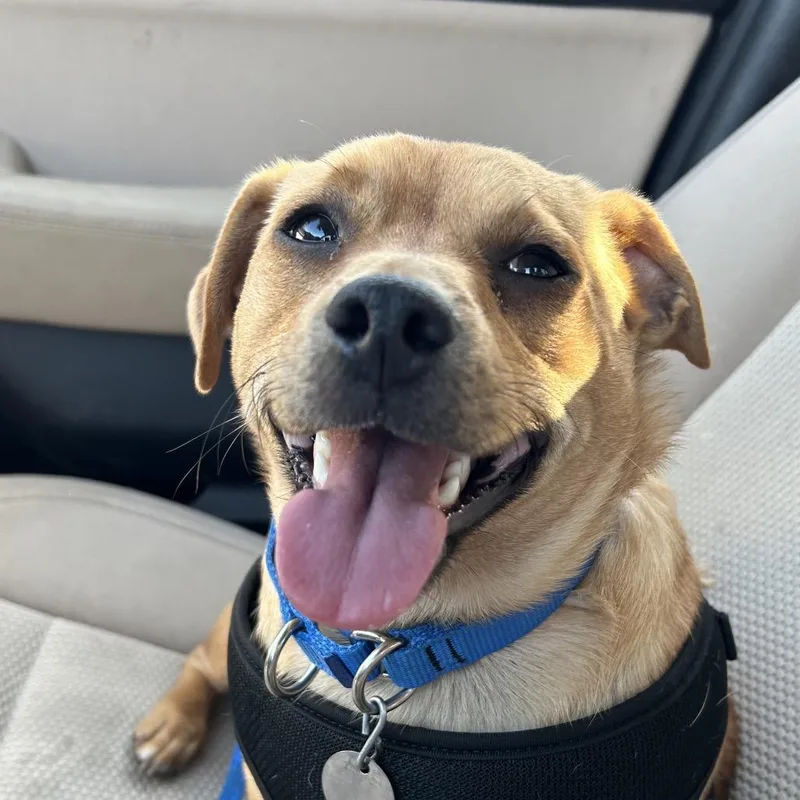 Marshall thumbnail 4