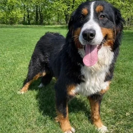 An adult large-sized female Bernese Mountain Dog dog named Sadie for adoption in Golden, CO