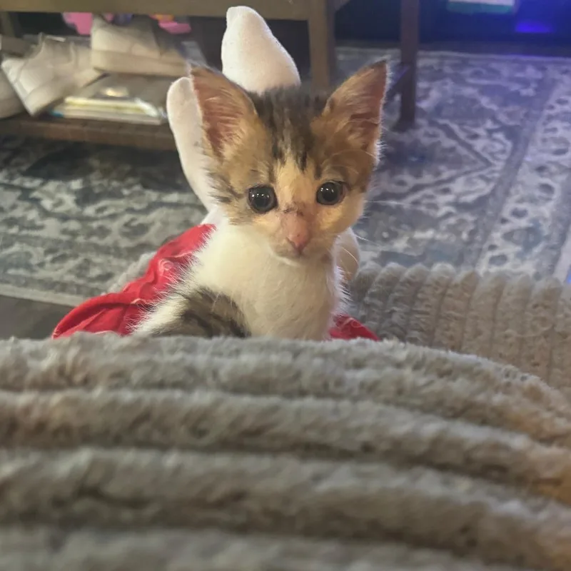 A baby small-sized female White Domestic Short Hair cat named LaserJet for adoption in San Antonio, TX