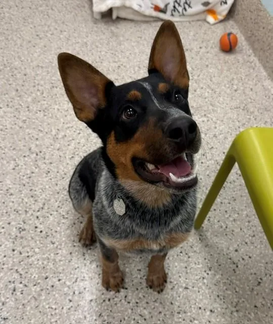 A young medium-sized male Australian Cattle Dog / Blue Heeler dog named Dubai for adoption in Brighton, CO