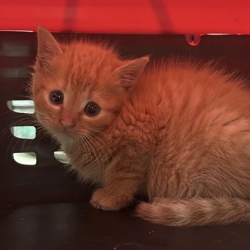 A baby small-sized female Orange / Red Domestic Short Hair cat named Lida for adoption in Lynchburg, VA