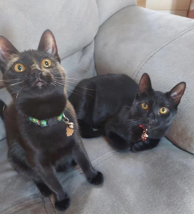 Dinah And Brother Shiner