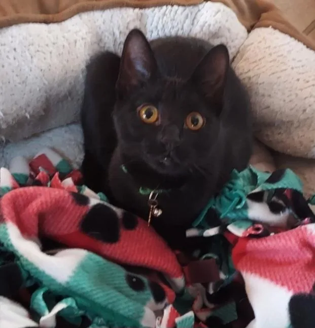 Dinah And Brother Shiner thumbnail 2