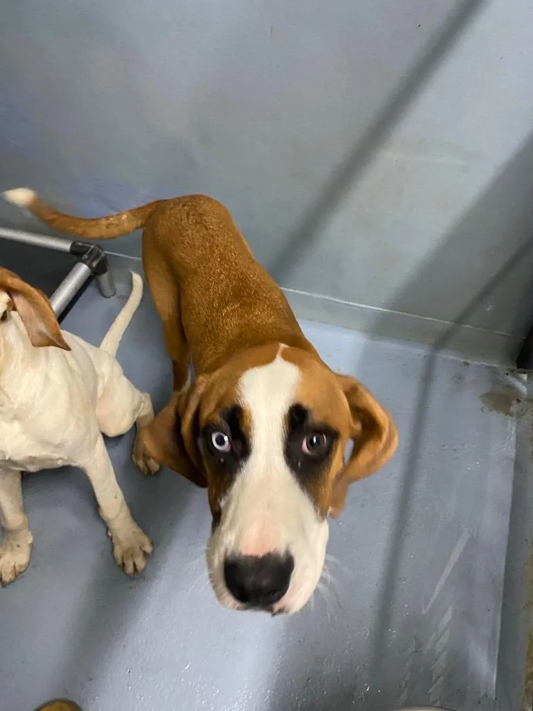 A baby large-sized male Mixed Breed dog named Winston for adoption in Cartersville , GA