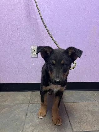 A baby small-sized male Black Mixed Breed dog named 60828199 for adoption in El Paso, TX