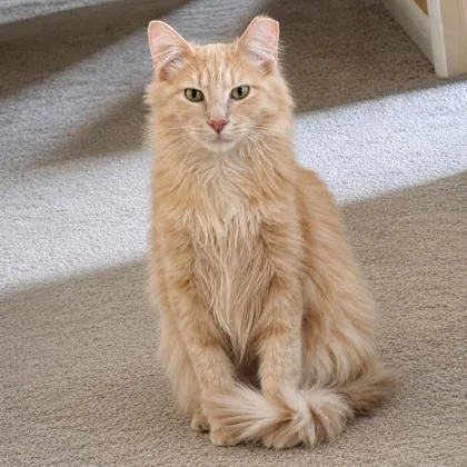 A young large-sized male Domestic Long Hair cat named Crouton for adoption in Elk Grove Village, IL