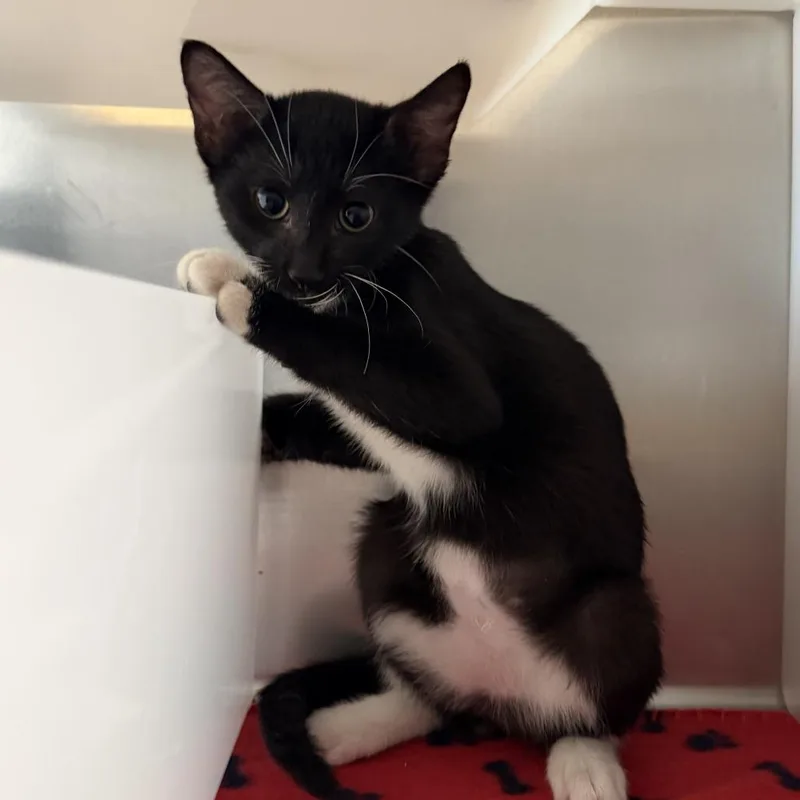 A baby small-sized male Domestic Short Hair cat named Student of the Month for adoption in Los Angeles, CA