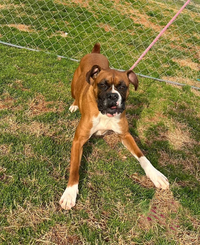 A young medium-sized female Yellow / Tan / Blond / Fawn Boxer dog named Missy for adoption in Montpelier, VT