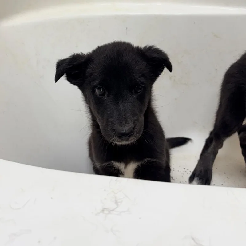 A baby small-sized female Black Mixed Breed dog named Natalie for adoption in Saint Louis, MO