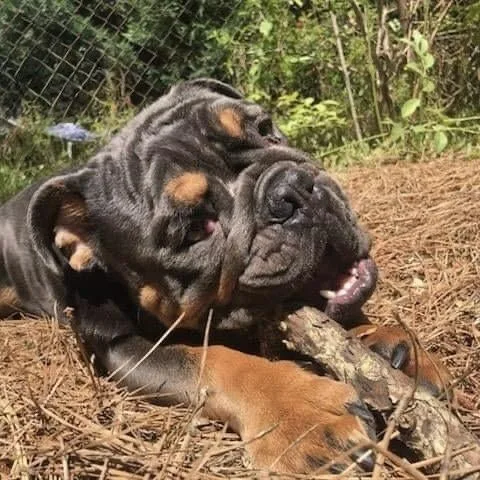 An adult medium-sized male Black English Bulldog dog named Mateo for adoption in Southern Pines, NC