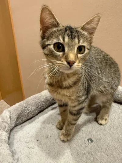 A baby medium-sized female Tabby (Gray / Blue / Silver) Domestic Short Hair cat named Cilantro for adoption in Mokena, IL