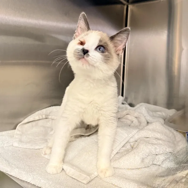 A baby small-sized female Buff / Tan / Fawn Siamese cat named Ojito for adoption in Palm Springs, CA