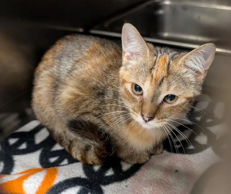 A baby medium-sized female Torbie cat named BlueTongued Skink for adoption in Marietta, OH