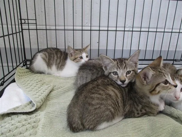 A baby small-sized male Domestic Short Hair cat named Garlic for adoption in Ocala, FL