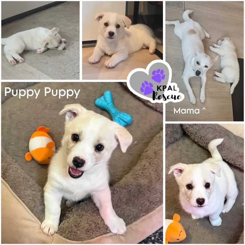 A baby medium-sized female Mixed Breed dog named Puppy Puppy for adoption in Kenai, AK
