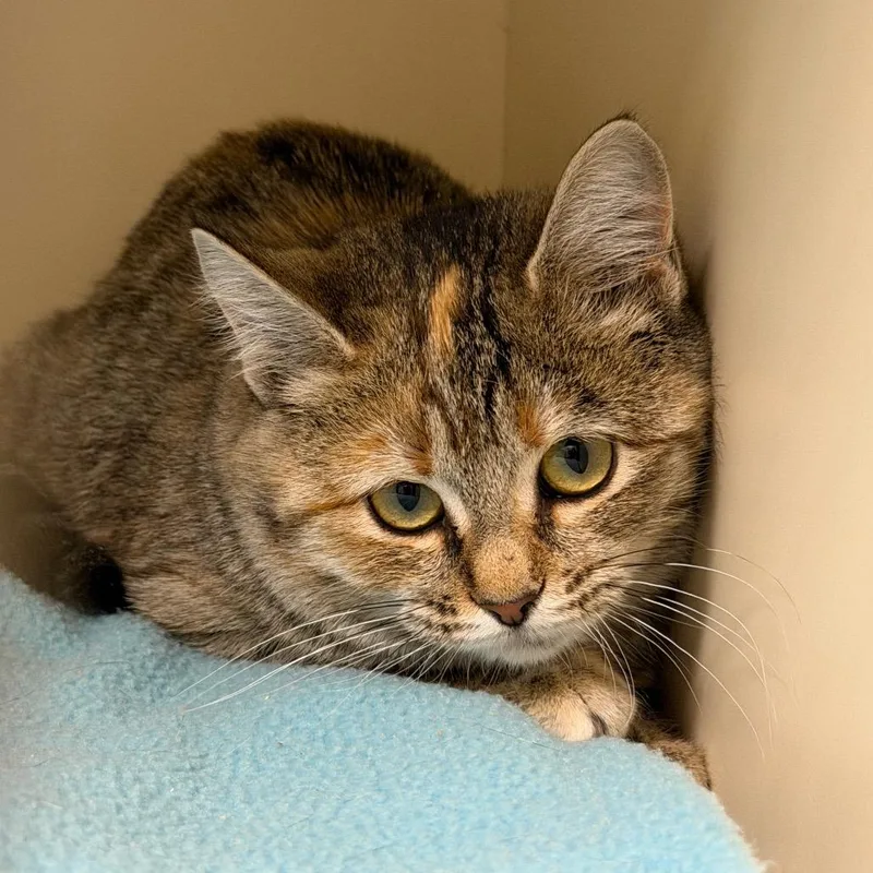 A young small-sized female Domestic Short Hair cat named Tuna for adoption in Cody, WY