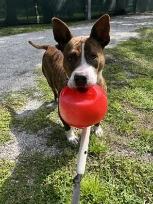 An adult medium-sized female American Staffordshire Terrier dog named Lady for adoption in Vero Beach, FL