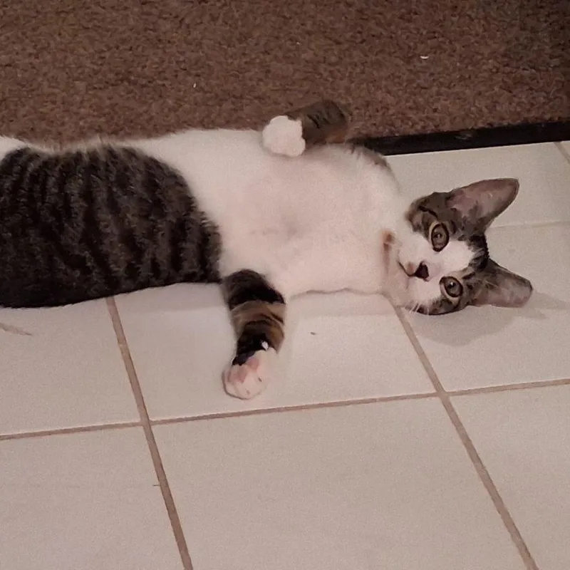 A baby medium-sized male Tabby (Tiger Striped) Domestic Short Hair cat named Twix Fix for adoption in Hudsonville, MI