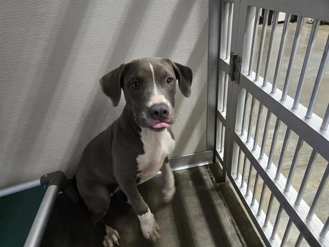 A young small-sized female Pit Bull Terrier dog named Pua for adoption in Panama City, FL