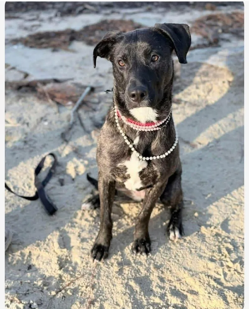 A young medium-sized female Mixed Breed dog named Holly for adoption in Highland, NY