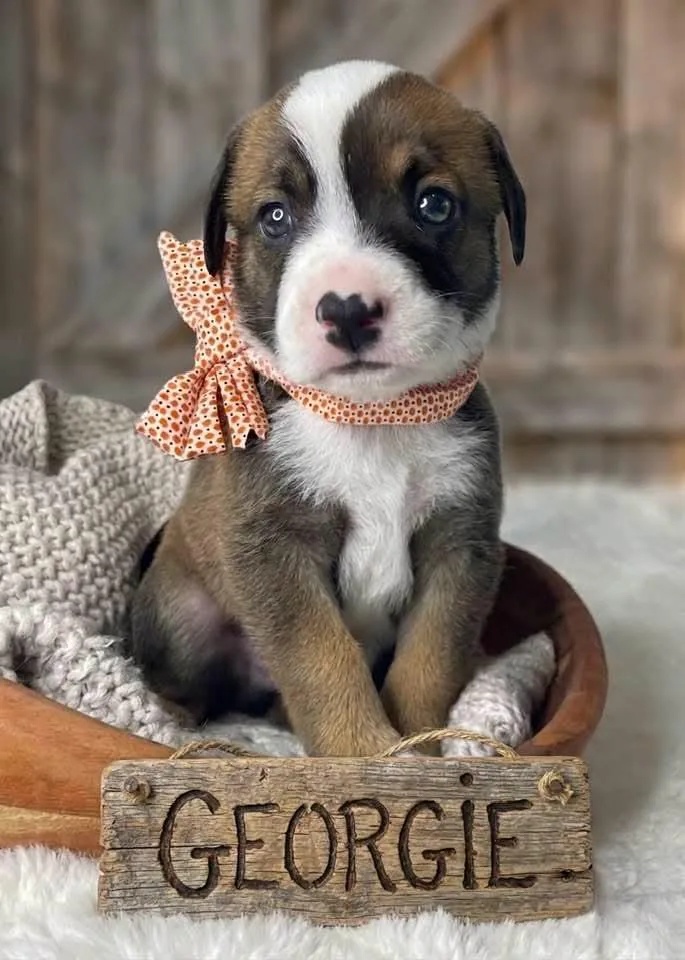 Georgie