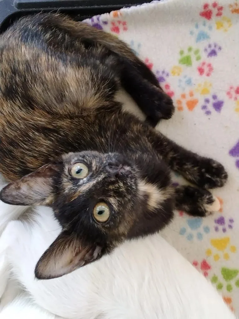 A baby medium-sized female Domestic Short Hair cat named Tortie for adoption in Richland Hills, TX
