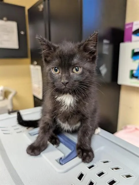 A baby medium-sized female Domestic Short Hair cat named Dreamy for adoption in Cookeville, TN