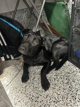An adult medium-sized female Labrador Retriever dog named Chickie for adoption in West Chester, PA