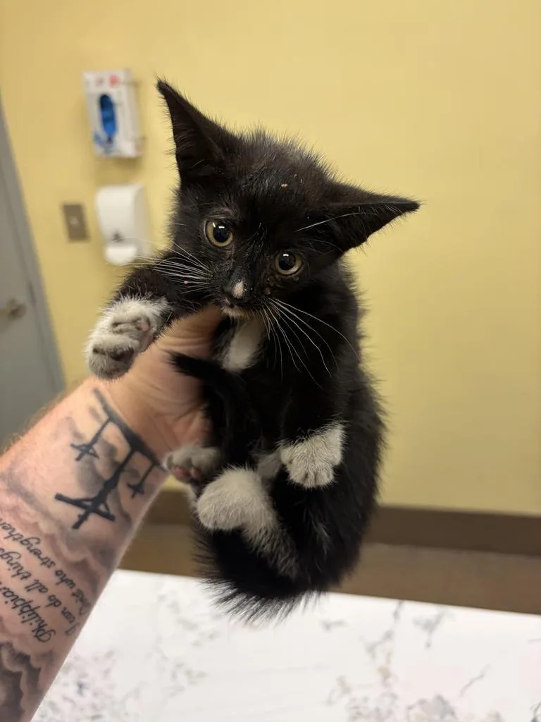 A baby medium-sized female Domestic Short Hair cat named Striker for adoption in Florence, SC