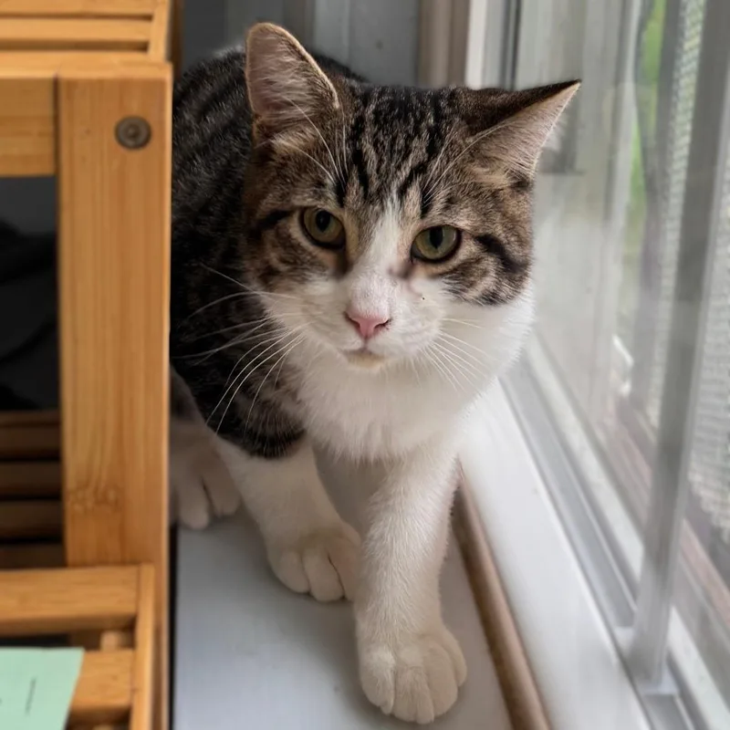 A young large-sized male Brown / Chocolate Domestic Short Hair cat named Rory for adoption in Richland, MI