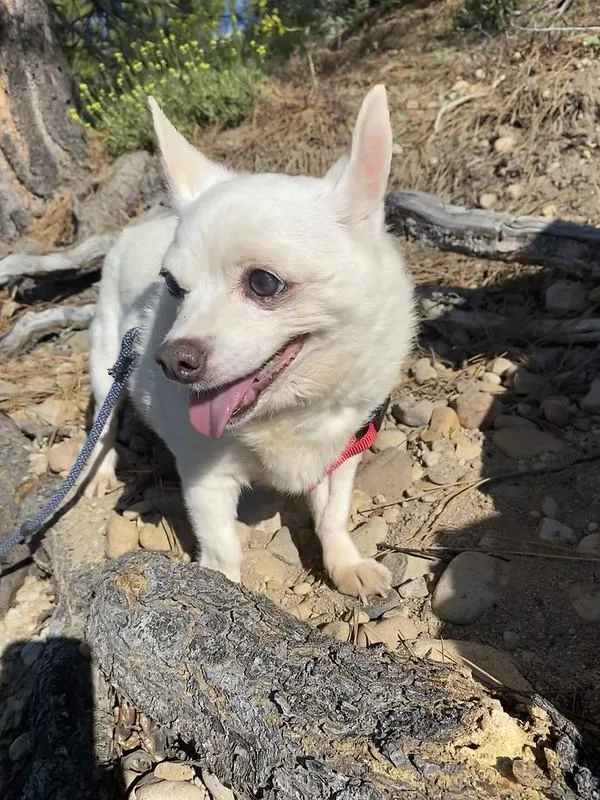 A senior small-sized female Mixed Breed dog named Chloe for adoption in Truckee, CA