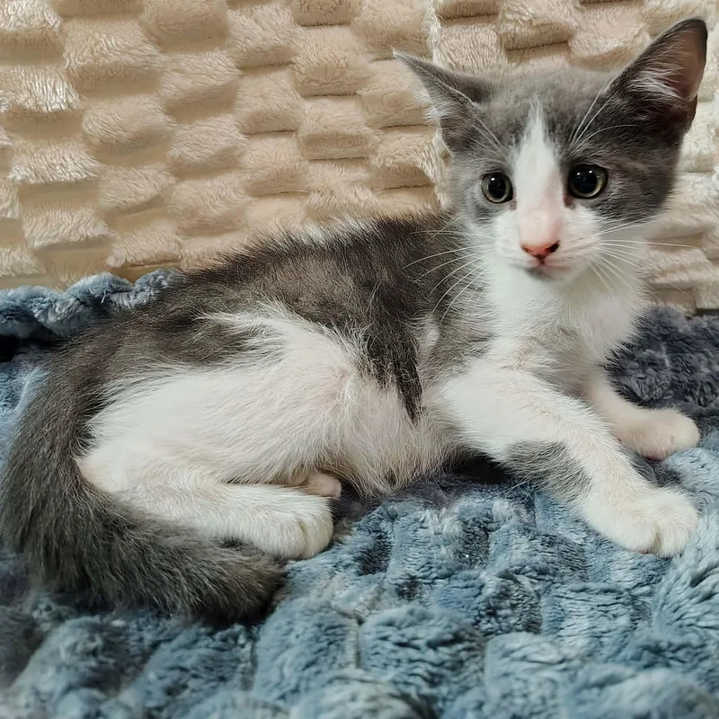 A baby medium-sized male Gray & White Domestic Short Hair cat named Panda painter for adoption in Ellaville, GA
