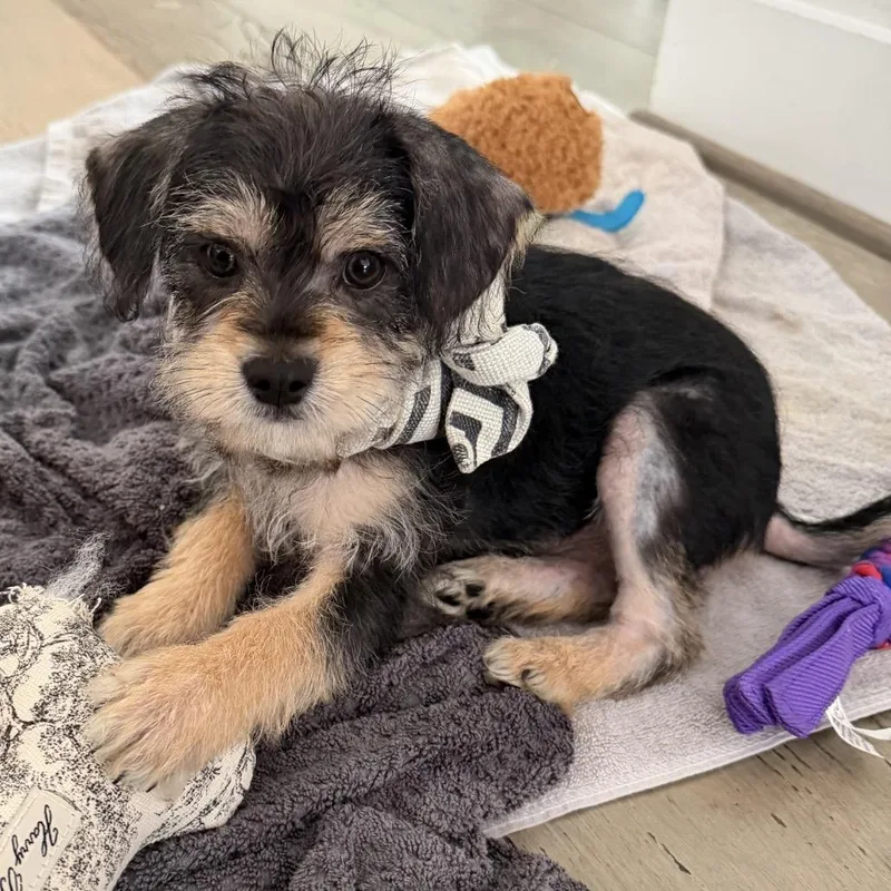 A baby small-sized male Black Yorkshire Terrier dog named Cash for adoption in Montgomery, TX