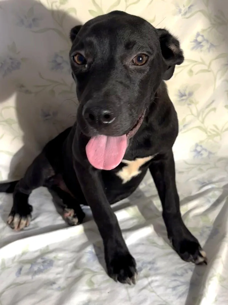 A young large-sized female Labrador Retriever dog named Midnight for adoption in Wetumpka, AL