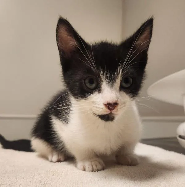 A baby small-sized male Domestic Short Hair cat named Micky for adoption in Dublin, CA