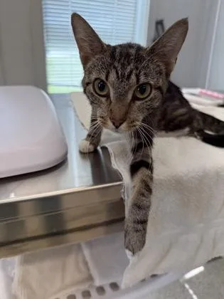 An adult medium-sized female Domestic Short Hair cat named Toro for adoption in Lafayette, IN