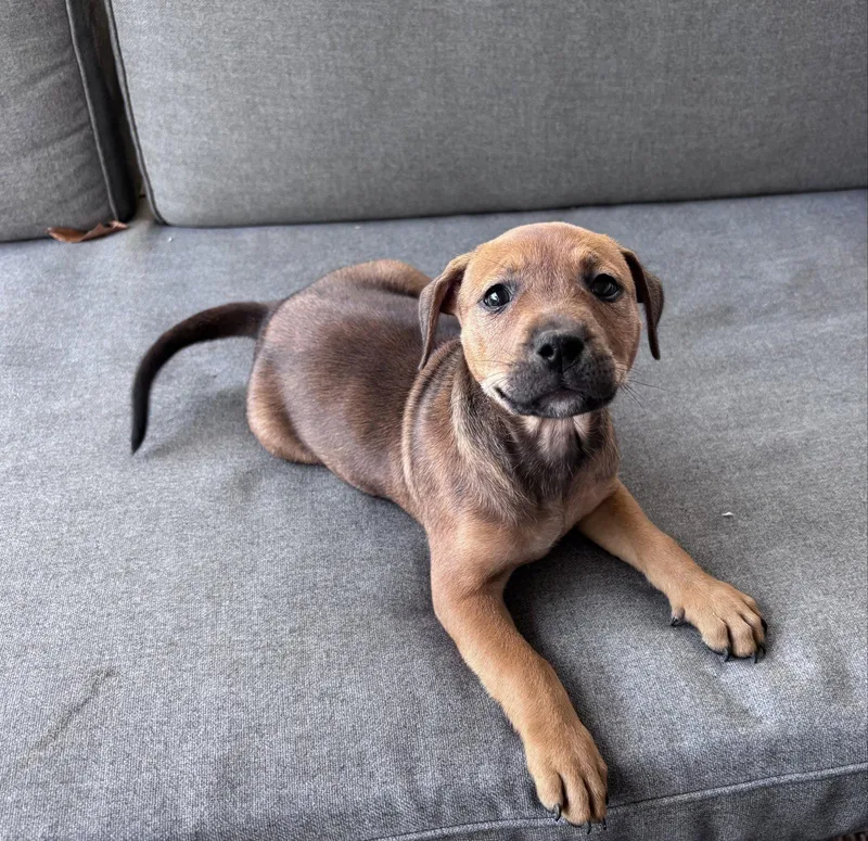 A baby medium-sized female Hound dog named Teddy Bear for adoption in Barnhart, MO