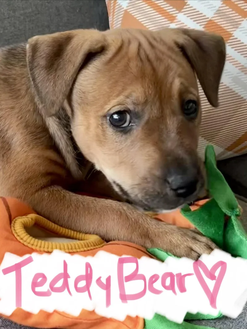 Teddy Bear thumbnail 2