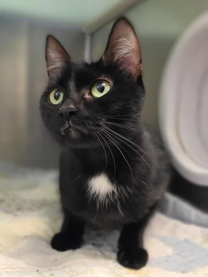 An adult medium-sized female Domestic Short Hair cat named Lake for adoption in Westland, MI