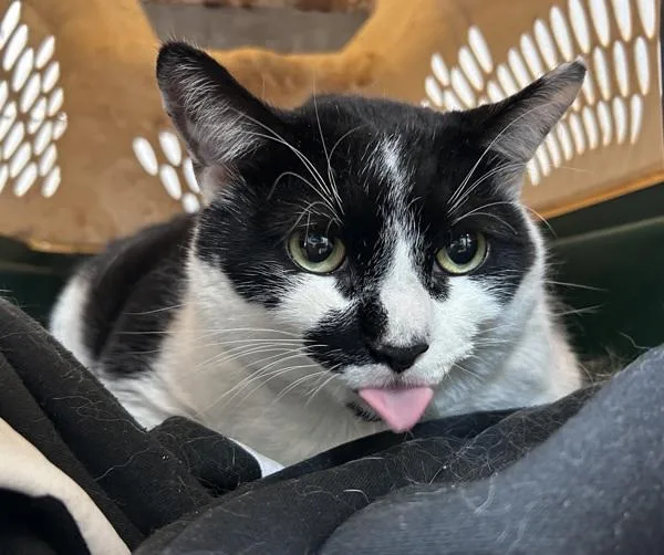 An adult large-sized male Domestic Medium Hair cat named Mark for adoption in New York, NY